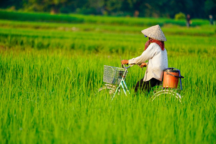 vietnam mekong delta chau doc rijstveld fiets