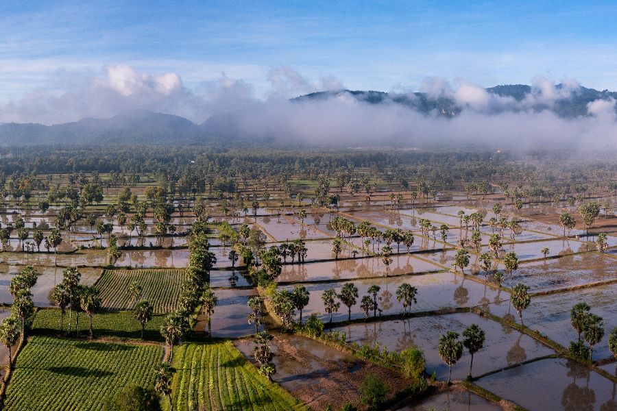 vietnam mekong delta chau doc rijstvelden suikerpalmen