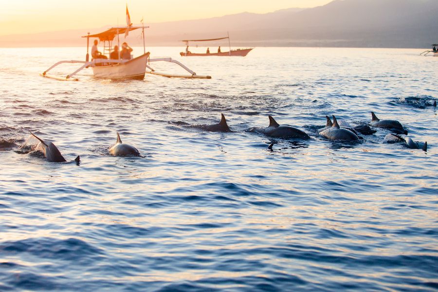 indonesie bali lovina dolfijnen