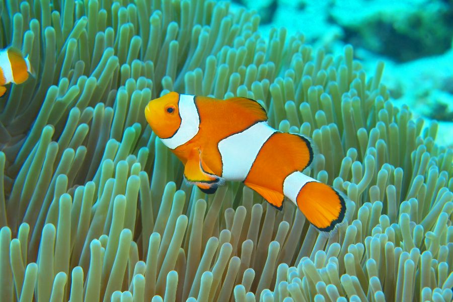 indonesie bali pemuteran nemo vis clownfish