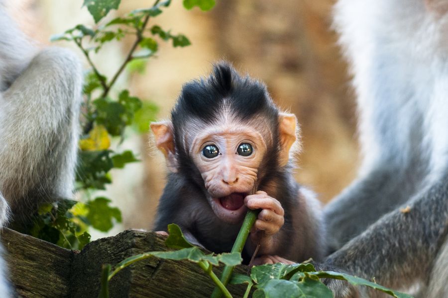 indonesie bali ubud baby makak aap