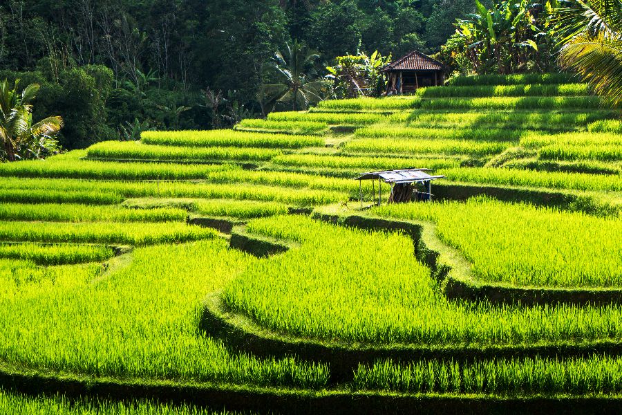 indonesie bali ubud rijstterrassen rijstvelden