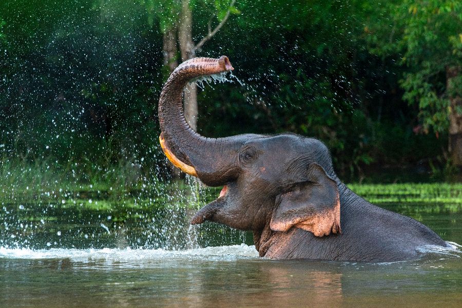 thailand olifant 17
