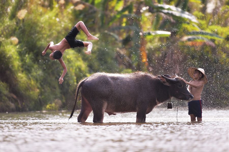 vietnam familie waterbuffel kinderen