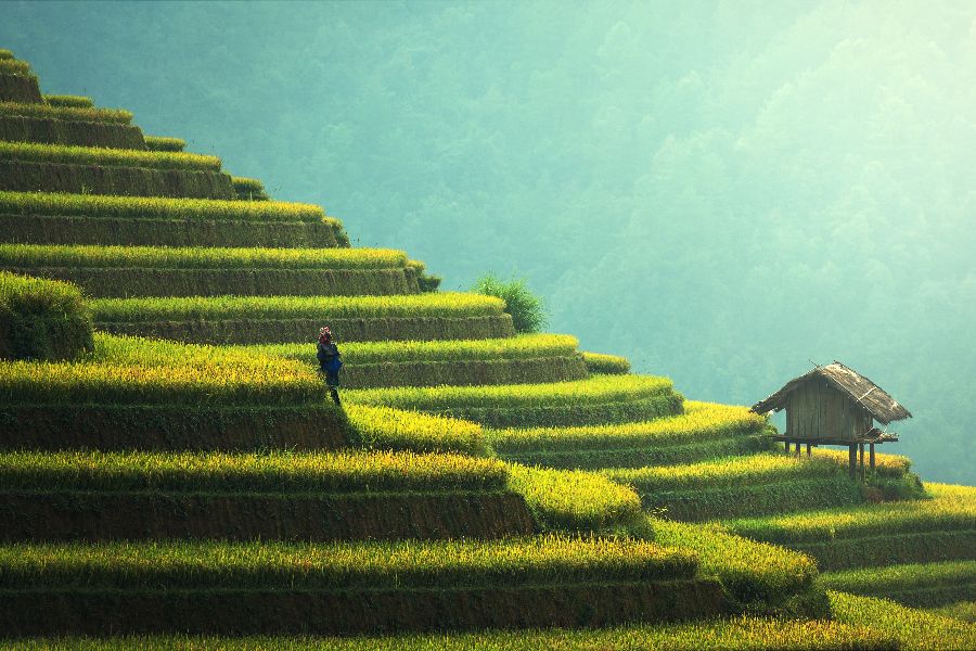 vietnam sapa mu cang chai rijstterrassen