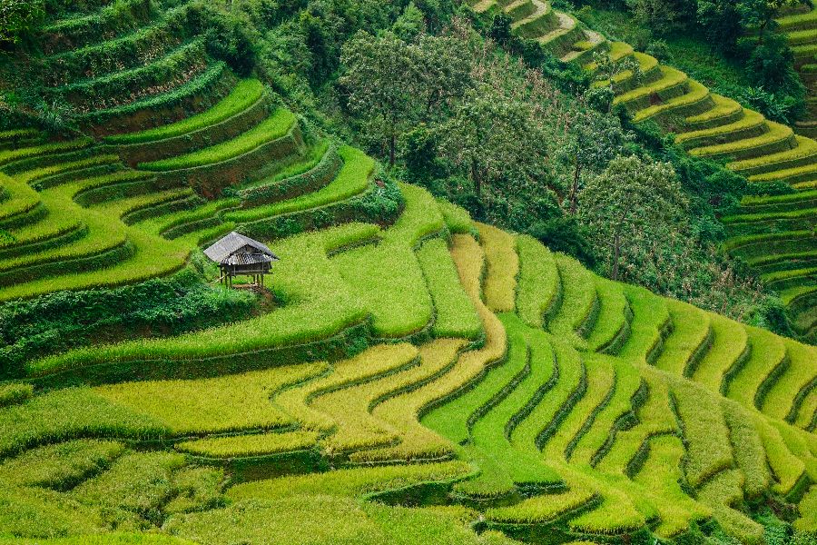 vietnam sapa rijstterrassen