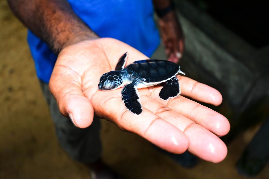 sri lanka kosgoda sea turtle conservation project zeeschildpadden