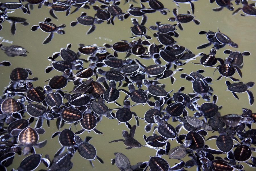 sri lanka kosgoda sea turtle conservation project zeeschildpadden
