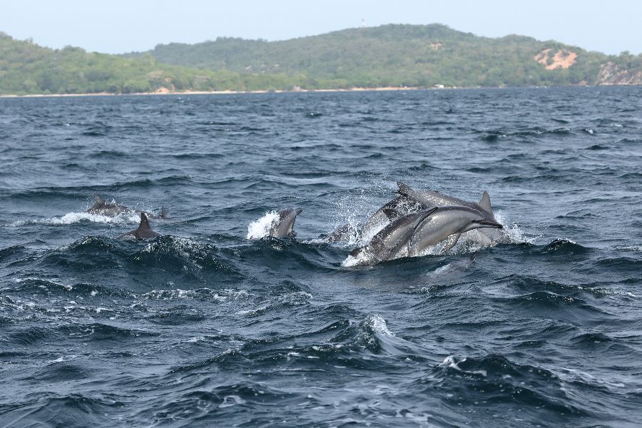 sri lanka trincomalee dolfijnen