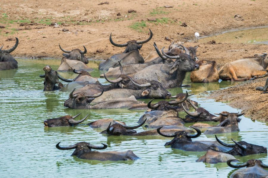 sri lanka udawalawe jeep safari waterbuffels