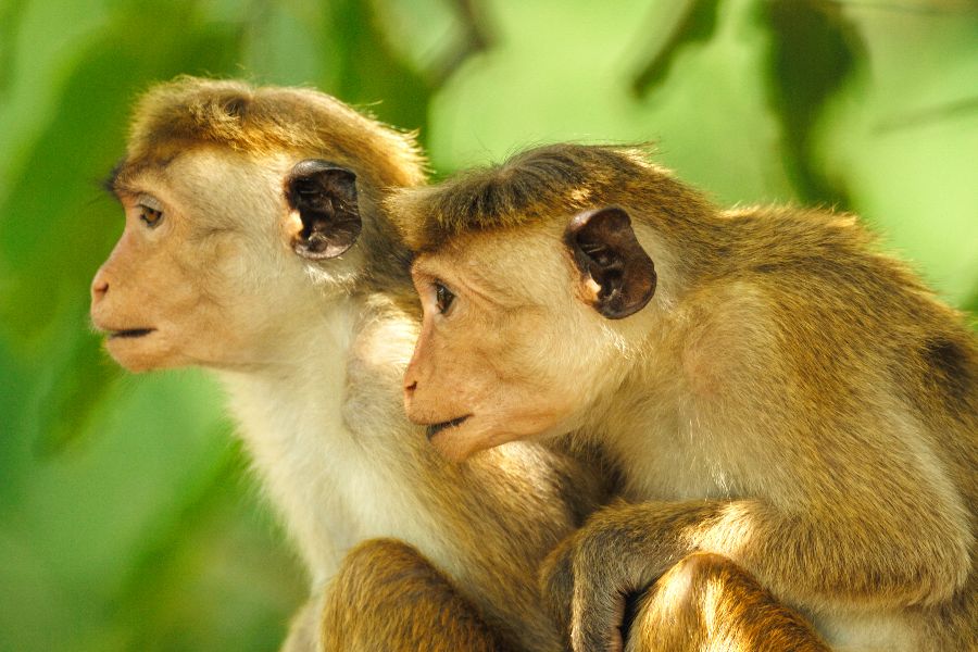 sri lanka yala national park ceylonkroonaap toque macaque