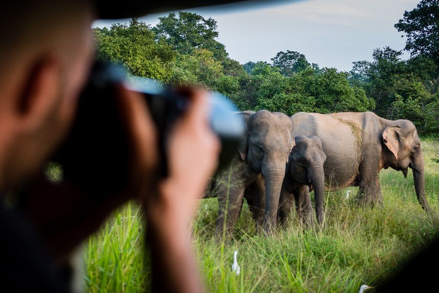 sri lanka yala national park olifanten
