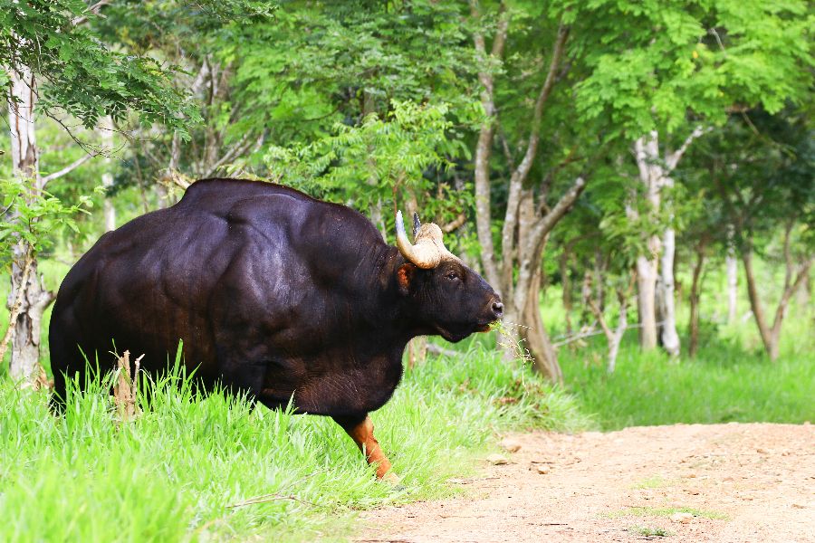 thailand hua hin kui buri national park gaur