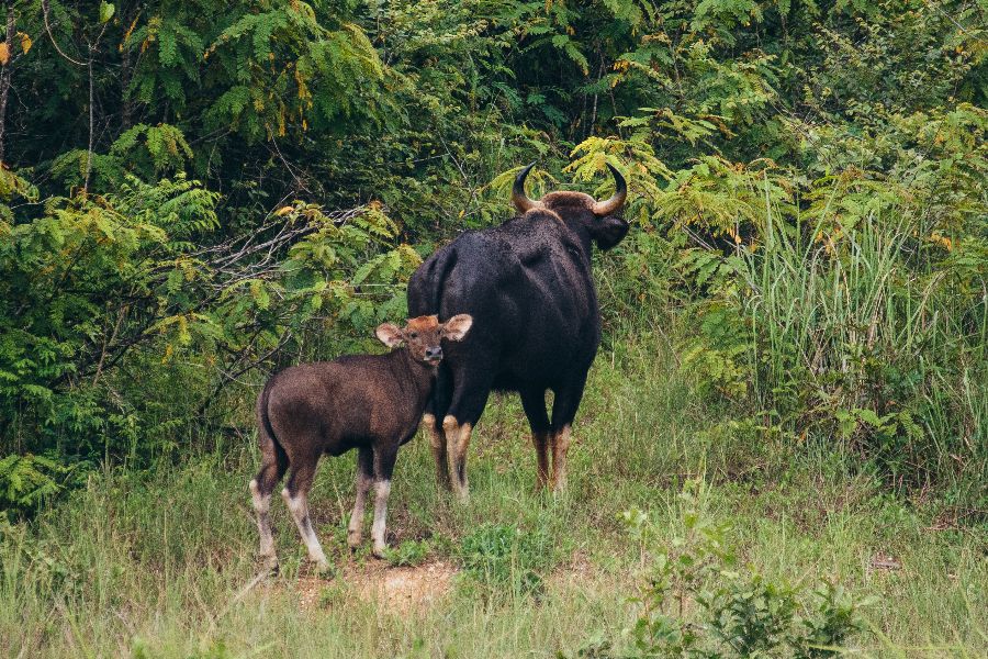 thailand hua hin kui buri national park gaurs