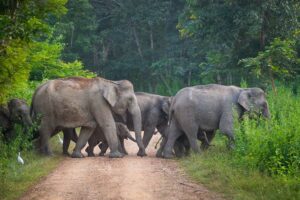 Boek de reis '4-Daagse 'I Love Phants' Tour & Kui Buri'