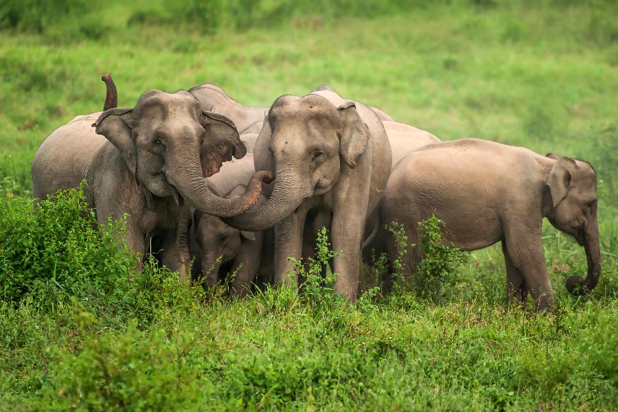 thailand hua hin kui buri national park olifanten