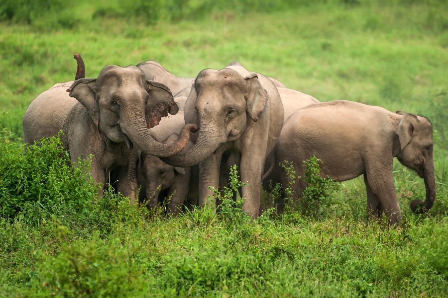 Reisvoorstel voor '3-Daagse 'I Love Phants' Tour & Kui Buri'