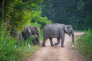 Wilde olifanten in Kui Buri National Park