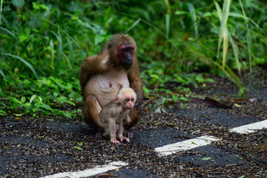 thailand kaeng krachan national park makaken