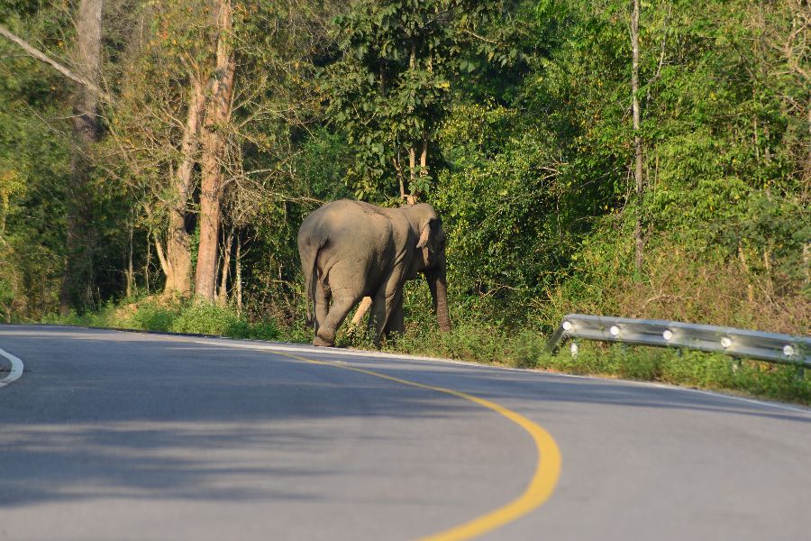 thailand kaeng krachan national park olifant