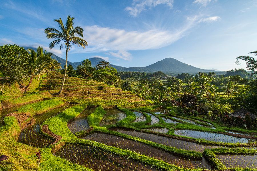 indonesie bali jatiluwih rijstterrassen