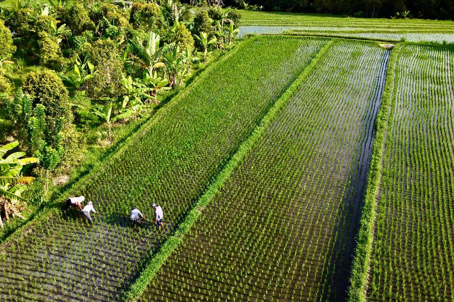 indonesie bali munduk rijstvelden