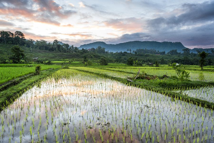 indonesie bali sidemen rijstvelden