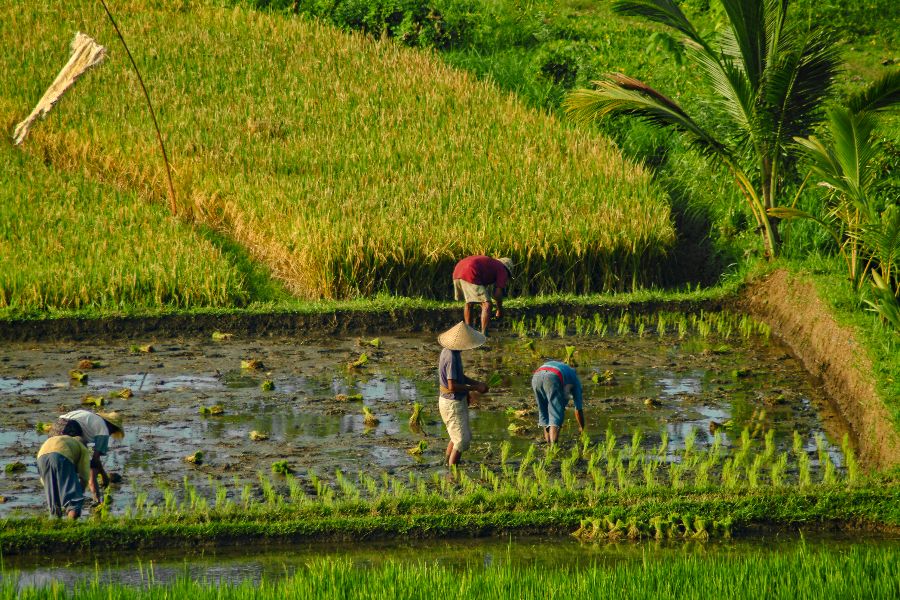 indonesie bali sidemen rijstvelden