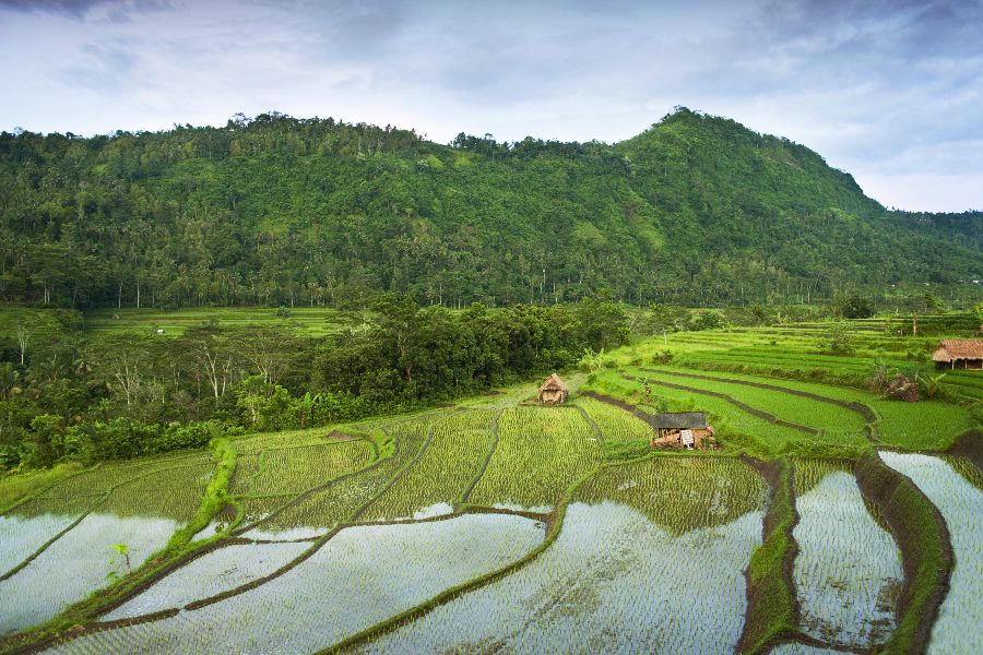 indonesie bali sidemen rijstvelden