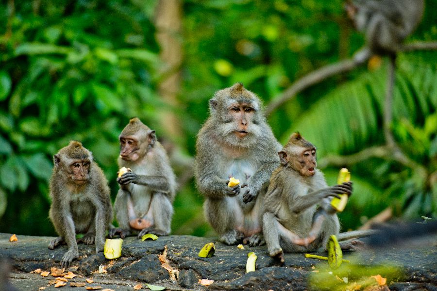 indonesie bali ubud apenbos monkey forest