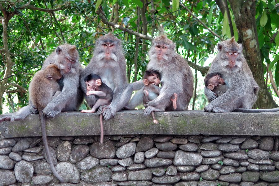 indonesie bali ubud apenbos monkey forest