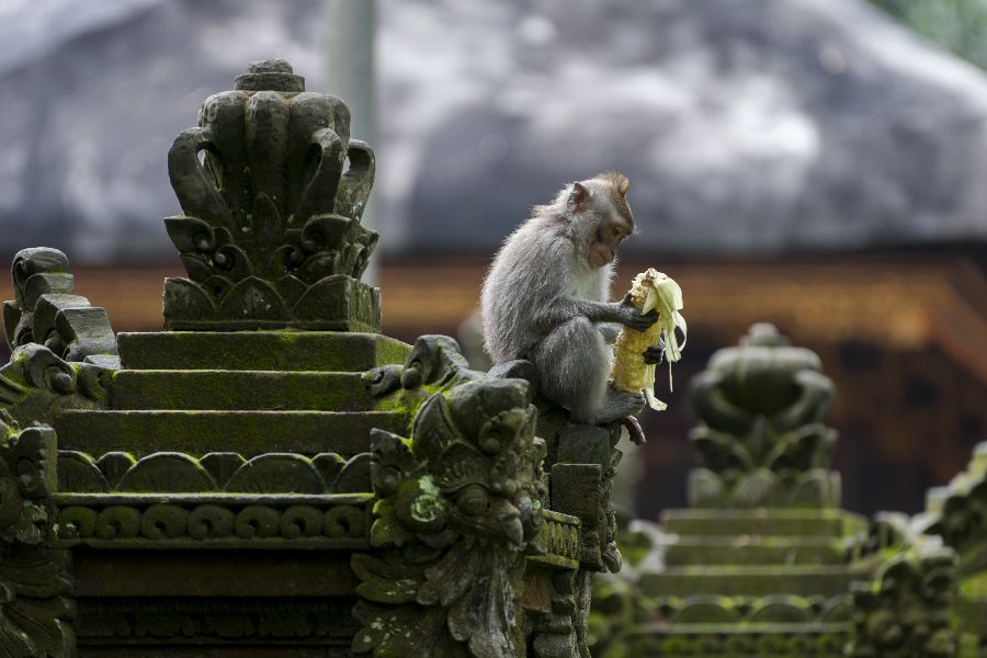 indonesie bali ubud apenbos monkey forest