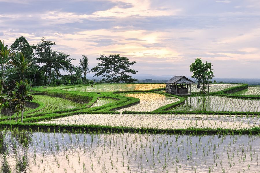 Dag 2: Aankomst op Bali (Ubud)