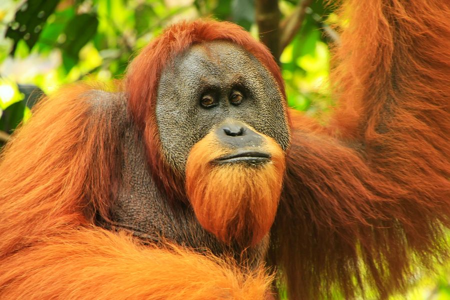 indonesie sumatra gunung leuser national park orang oetan