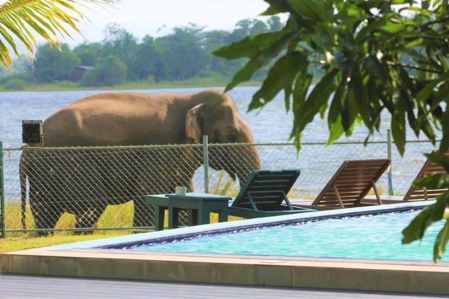 sri lanka polonnaruwa pharo lake hotel 223