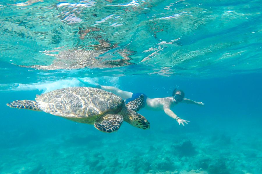 indonesie gili air snorkelen zeeschildpad