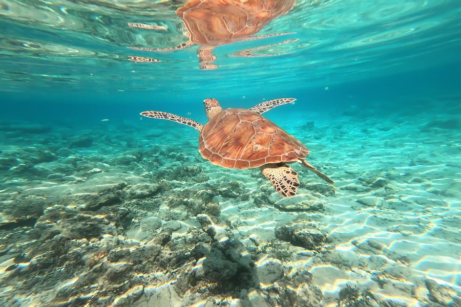 indonesie gili trawangan zeeschildpad