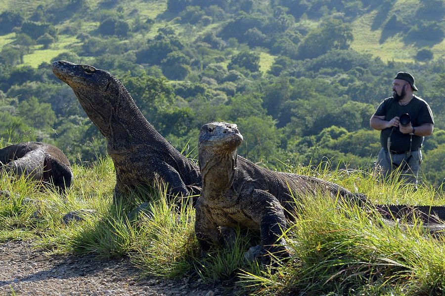 indonesie komodo rinca island komodovaraan