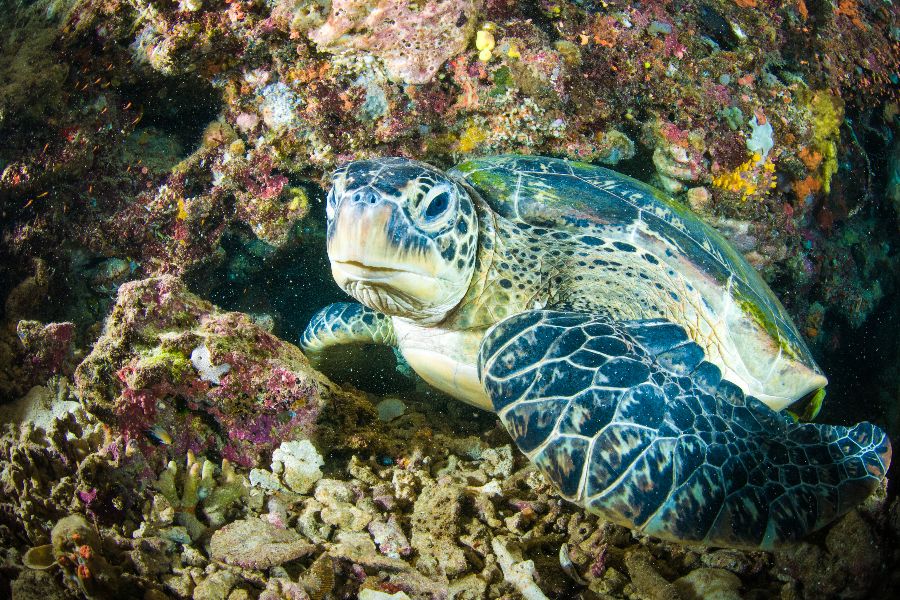 indonesie sulawesi bunaken zeeschildpad