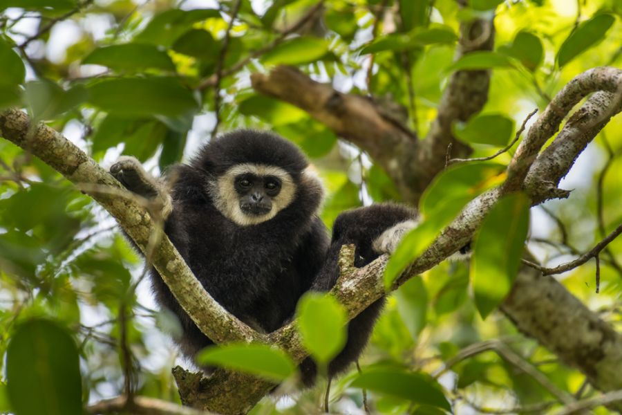 thailand khao yai national park gibbon