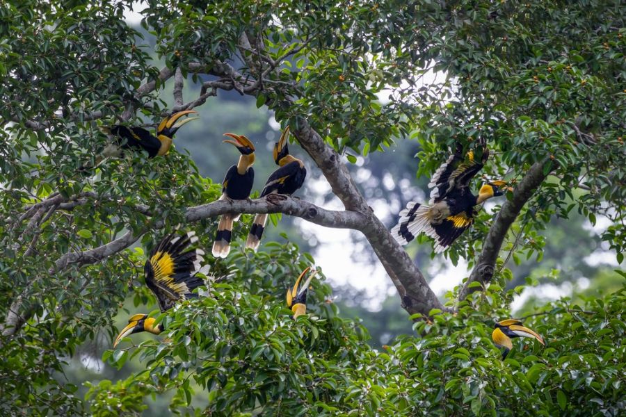 thailand khao yai national park neushoornvogels