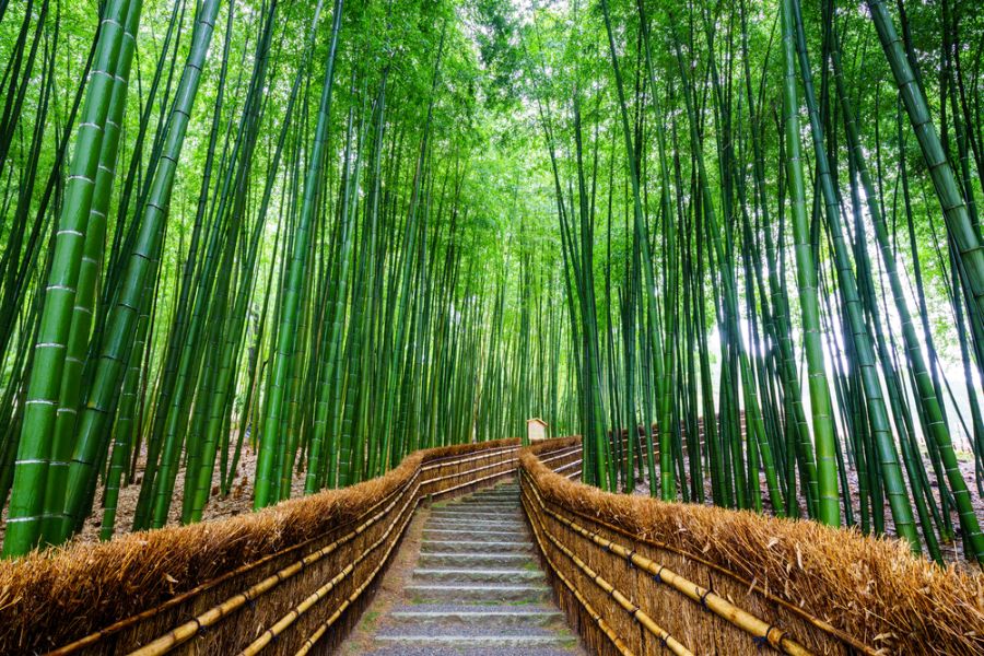 japan kyoto arashiyama bamboo grove