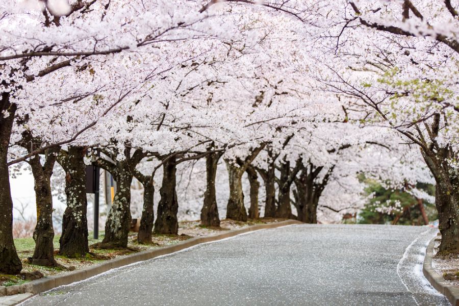Dag 7: Kawaguchiko - Matsumoto