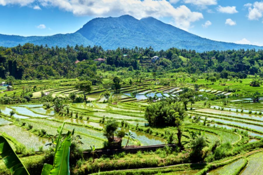 indonesie candidasa rijstvelden