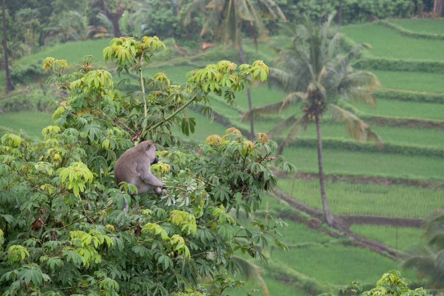 indonesie lombok senaru makak aap