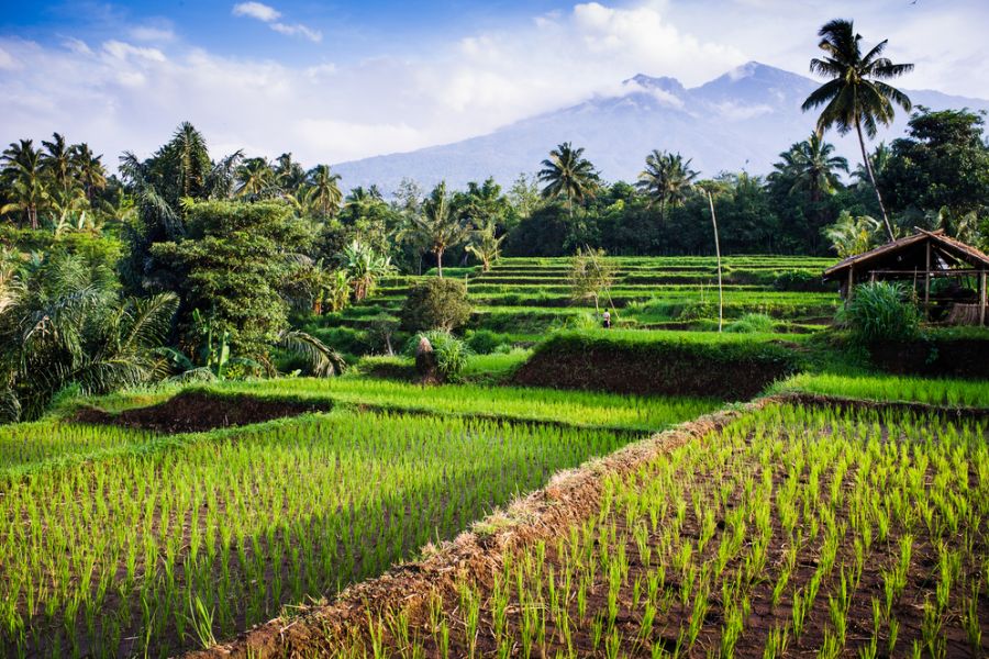 indonesie lombok senaru mount rinjani rijstvelden