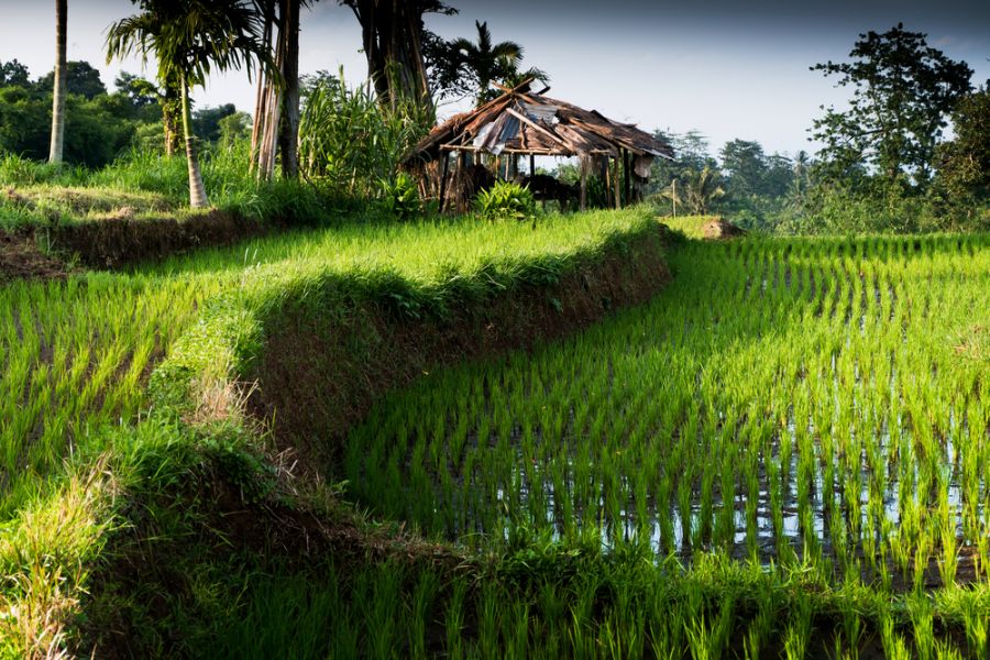 indonesie lombok senaru rijstvelden