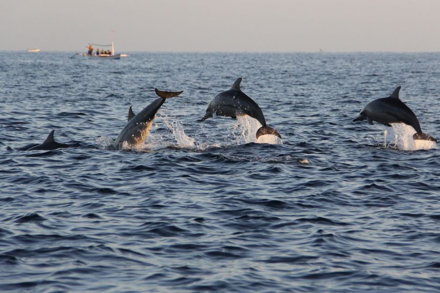 indonesie lovina dolfijnen