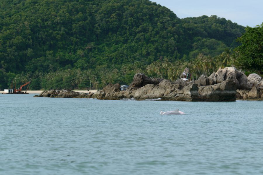 thailand nakhon si thammarat khanom beach roze dolfijn