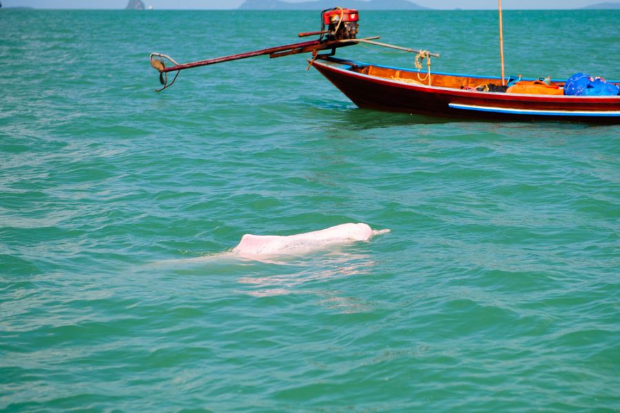 thailand nakhon si thammarat khanom beach roze dolfijnen